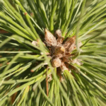 The Himalayan invention powered by pine needles